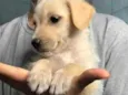 Marley