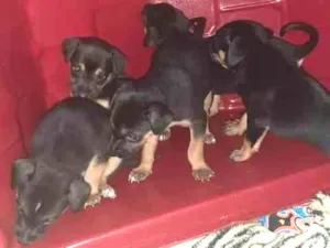 Gato raça SRD-ViraLata idade Abaixo de 2 meses nome Bebês