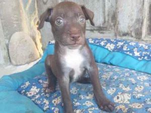 Cachorro raça Sem raça idade Abaixo de 2 meses nome Kovu