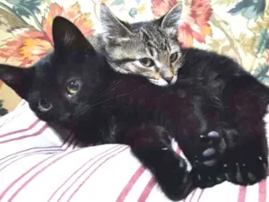 Gato raça SRD-ViraLata idade 2 a 6 meses nome Xuxa&Pocahontas