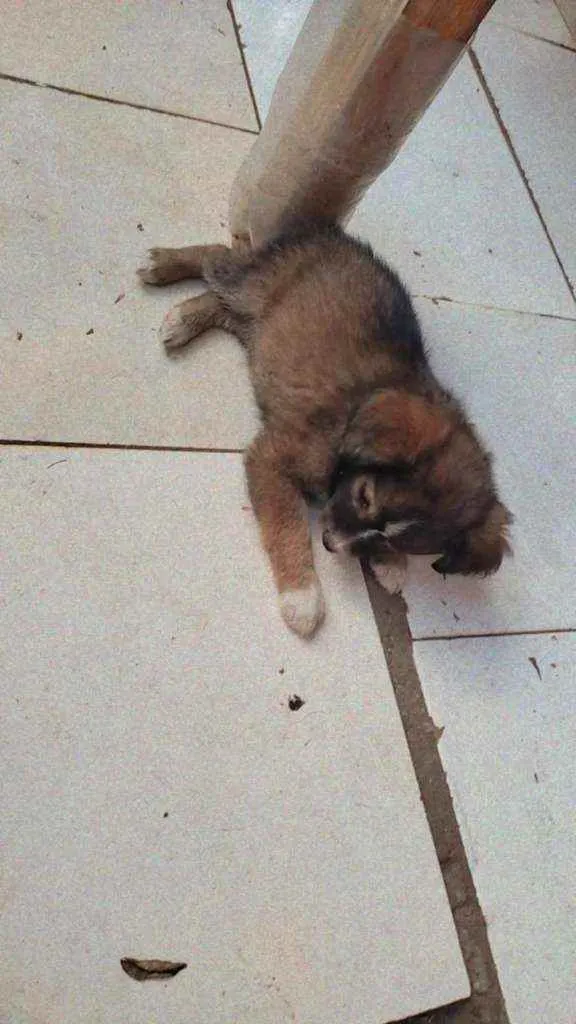 Cachorro ra a Srd idade 2 a 6 meses nome Sem nome
