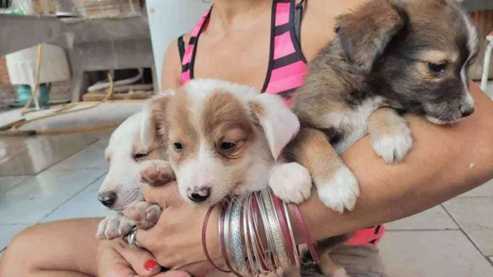 Cachorro ra a Srd idade 2 a 6 meses nome Sem nome