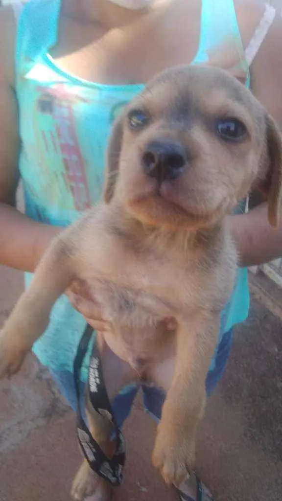 Cachorro ra a Srd idade Abaixo de 2 meses nome Tigre