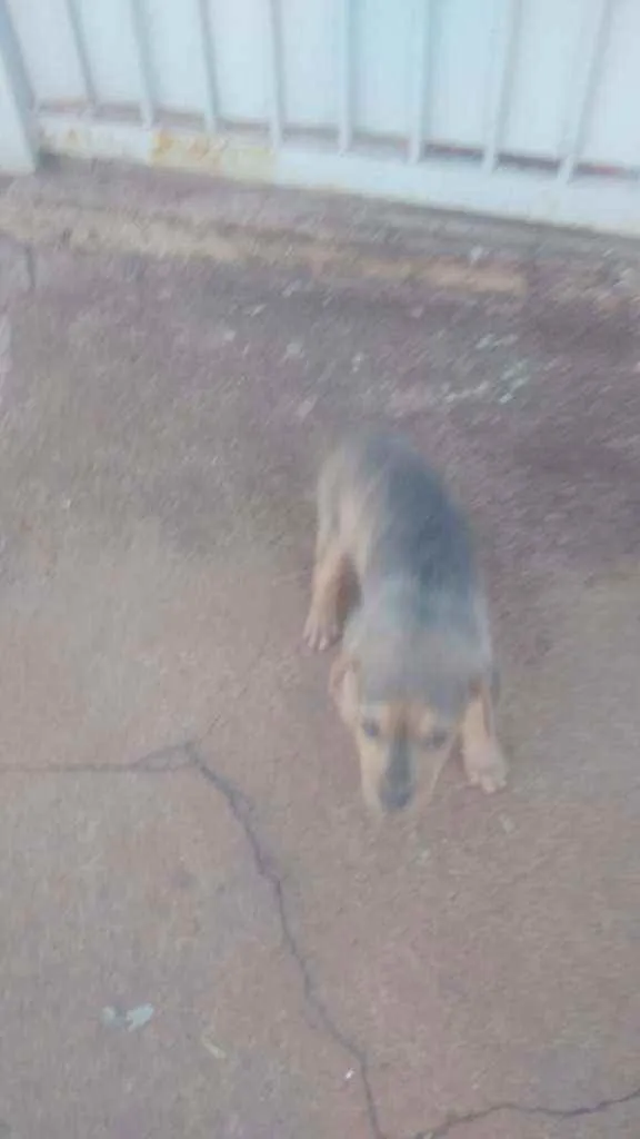 Cachorro ra a Srd idade Abaixo de 2 meses nome Tigre