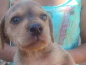 Cachorro raça Srd idade Abaixo de 2 meses nome Tigre