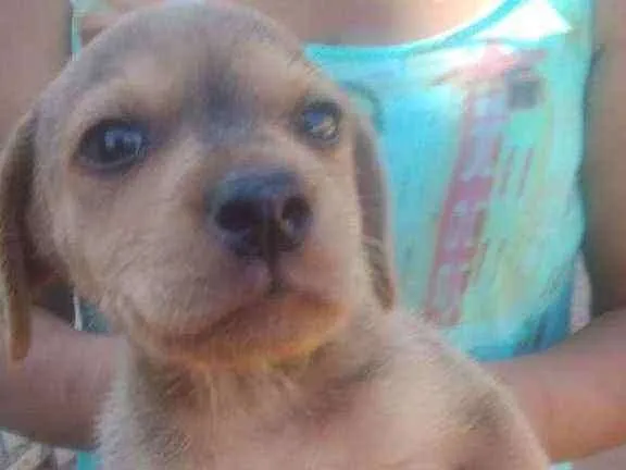 Cachorro ra a Srd idade Abaixo de 2 meses nome Tigre