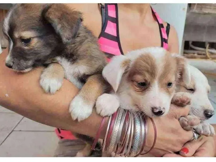 Cachorro ra a Srd idade 2 a 6 meses nome Sem nome