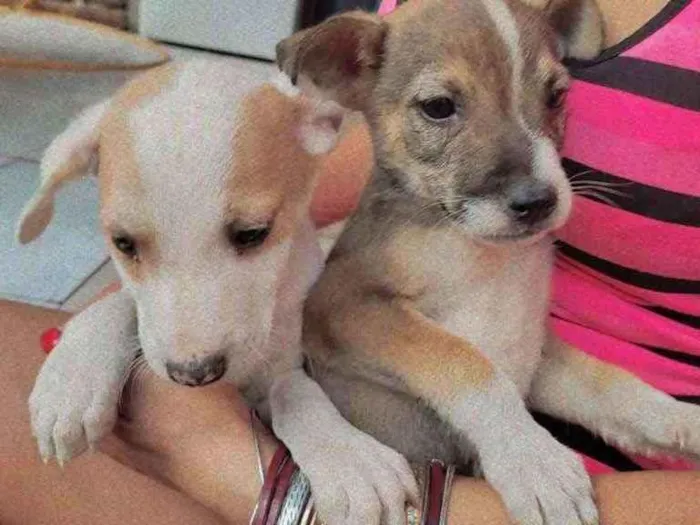 Cachorro ra a Srd idade 2 a 6 meses nome Sem nome