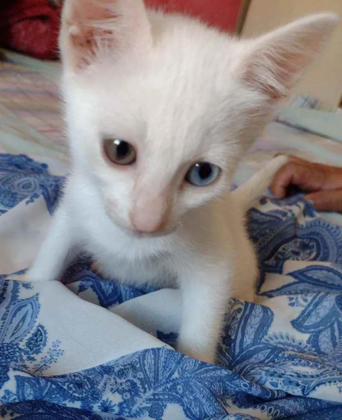 Gato raça Srd idade 2 a 6 meses nome Musa