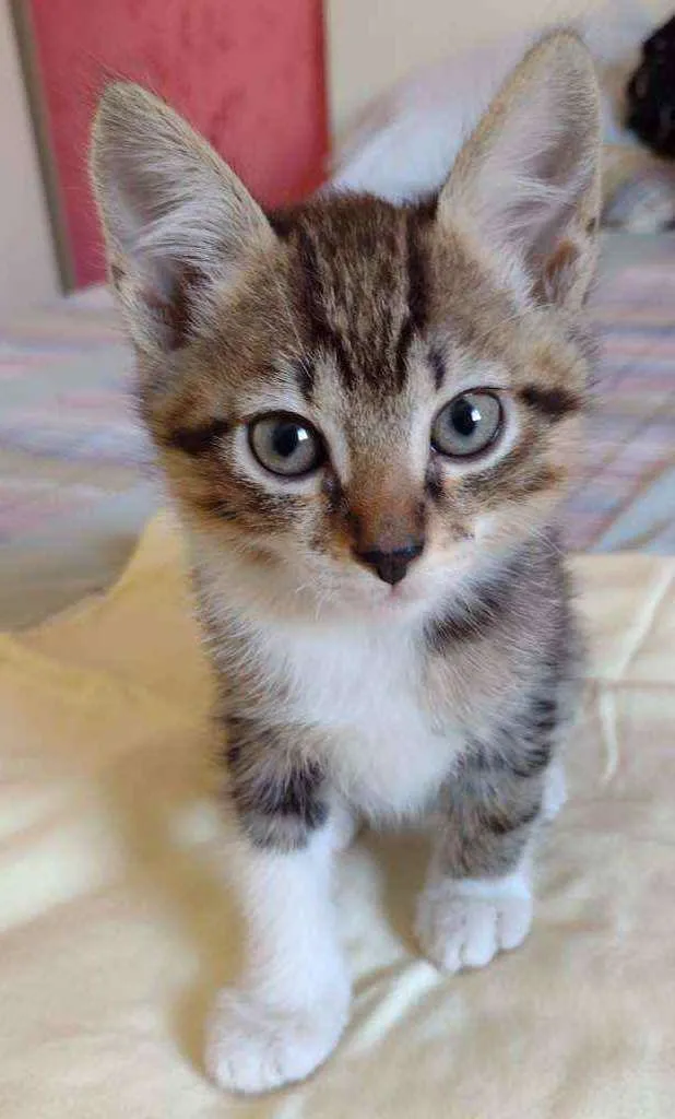 Gato raça Srd idade 2 a 6 meses nome Netuno