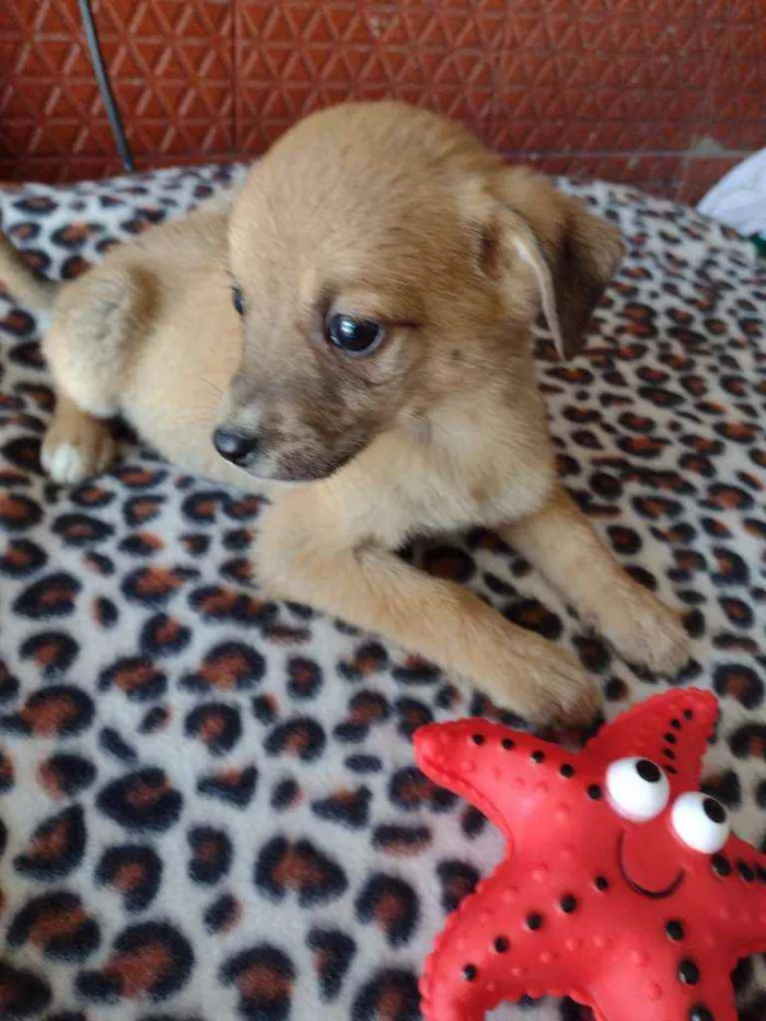 Cachorro raça Srd idade Abaixo de 2 meses nome Tarê