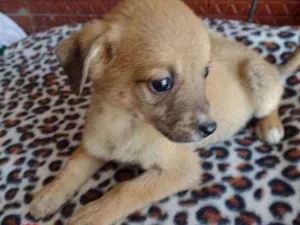 Cachorro raça Srd idade Abaixo de 2 meses nome Tarê