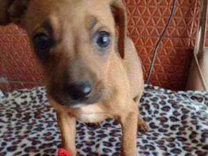 Cachorro raça Srd idade Abaixo de 2 meses nome Hashi