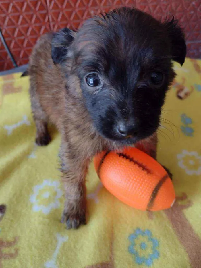 Cachorro raça Srd idade Abaixo de 2 meses nome Temaki 