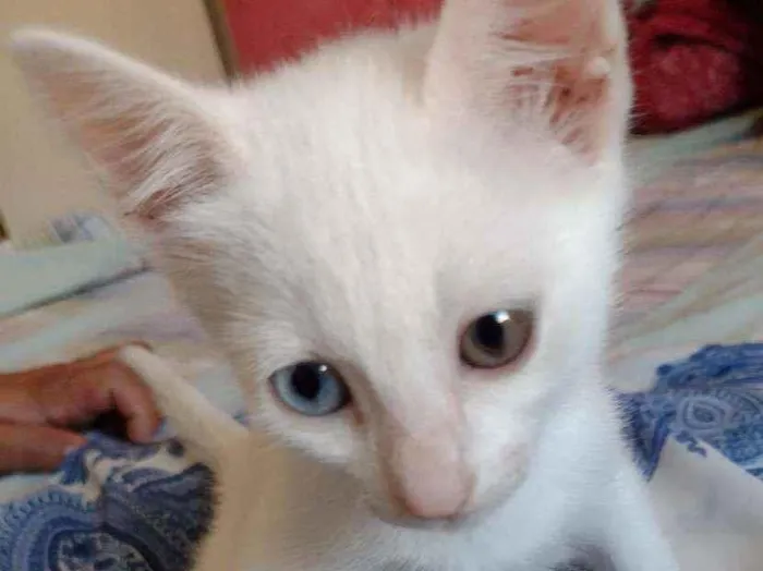 Gato raça Srd idade 2 a 6 meses nome Musa