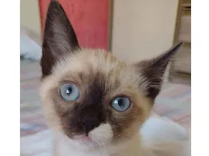 Gato raça Srd idade 2 a 6 meses nome Saturno 