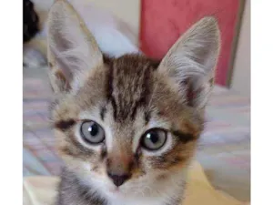 Gato raça Srd idade 2 a 6 meses nome Netuno
