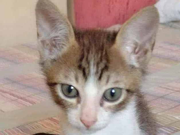 Gato raça Srd idade 2 a 6 meses nome Plutao