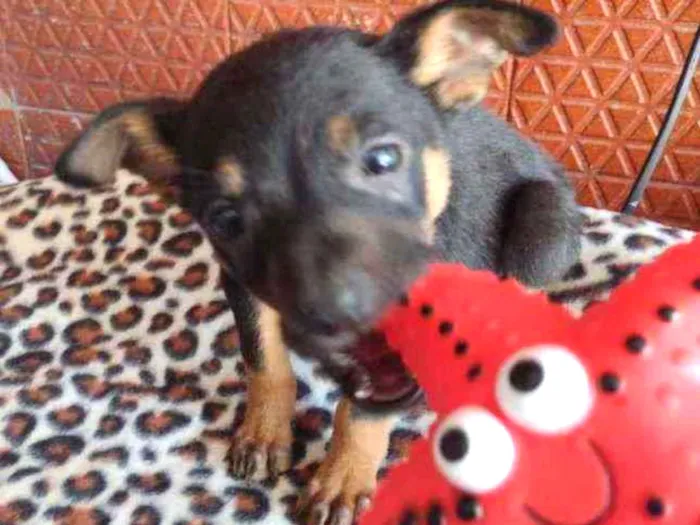 Cachorro raça Srd idade Abaixo de 2 meses nome Shimeji