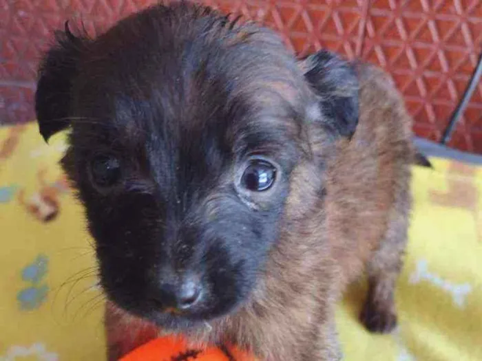Cachorro raça Srd idade Abaixo de 2 meses nome Temaki 