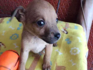 Cachorro raça Srd idade Abaixo de 2 meses nome Hakka