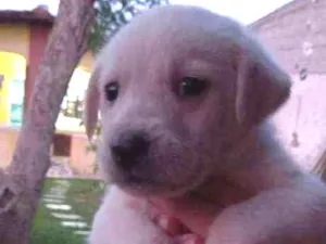 Cachorro raça Srd idade Abaixo de 2 meses nome Filhotes 