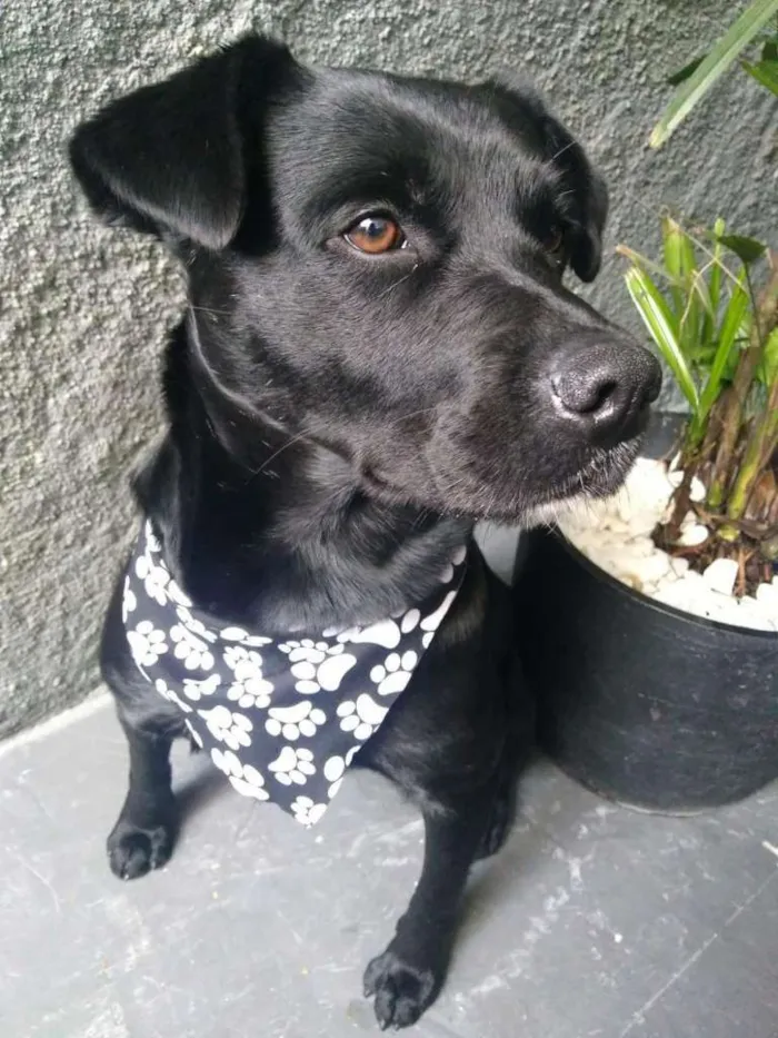 Cachorro ra a SRD-ViraLata idade 1 ano nome Pantera