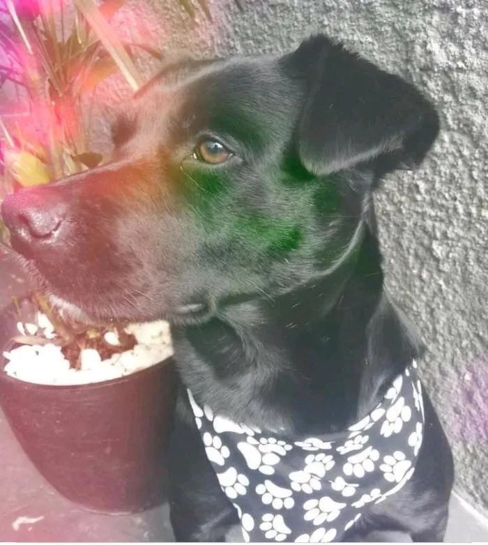Cachorro ra a SRD-ViraLata idade 1 ano nome Pantera