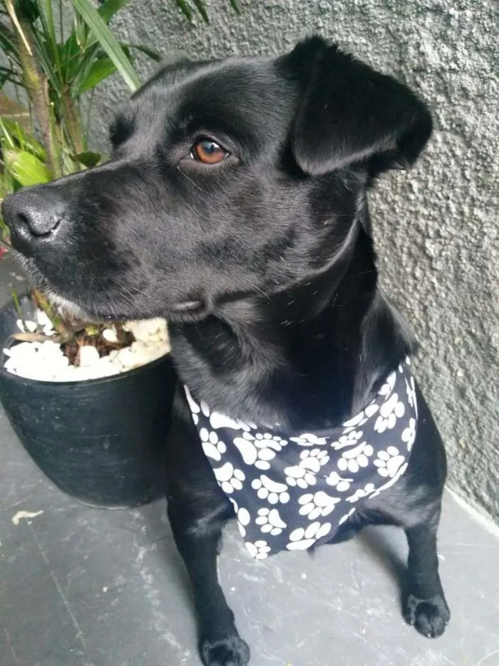 Cachorro ra a SRD-ViraLata idade 1 ano nome Pantera