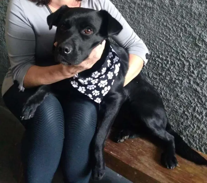Cachorro ra a SRD-ViraLata idade 1 ano nome Pantera