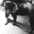 Pantera