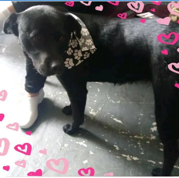 Cachorro ra a SRD-ViraLata idade 1 ano nome Pantera