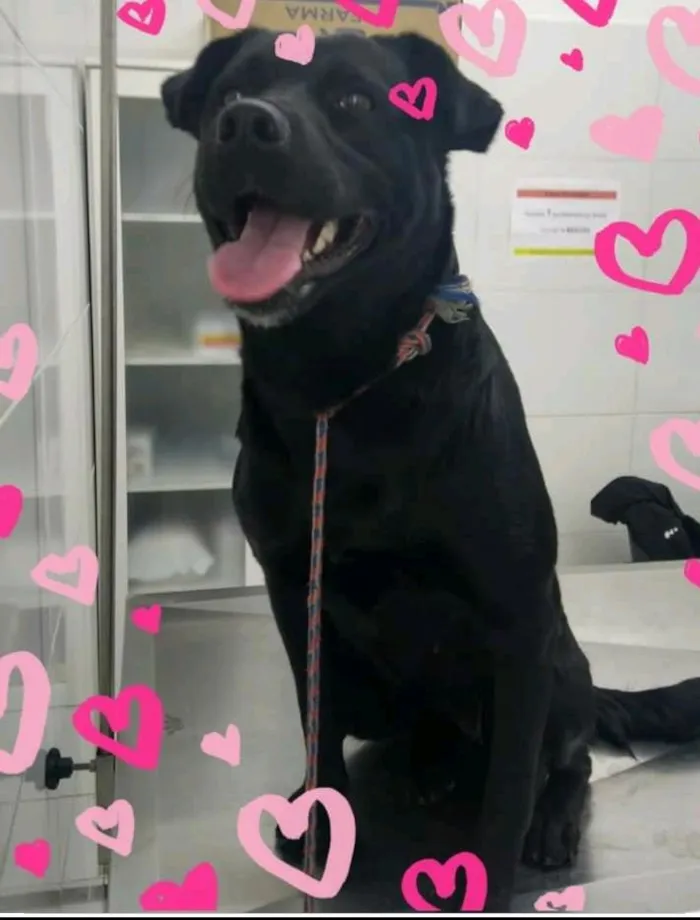 Cachorro ra a SRD-ViraLata idade 1 ano nome Pantera