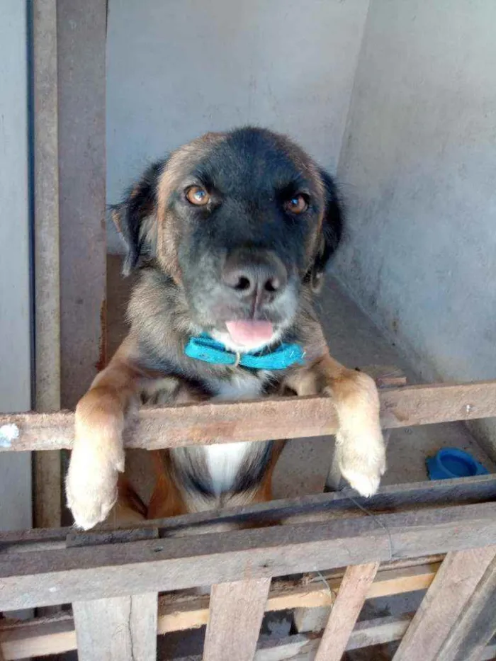 Cachorro ra a Misturado com pastor alemão idade 1 ano nome Apollo