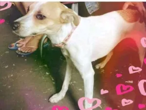 Cachorro raça SRD-ViraLata idade 1 ano nome Vitória