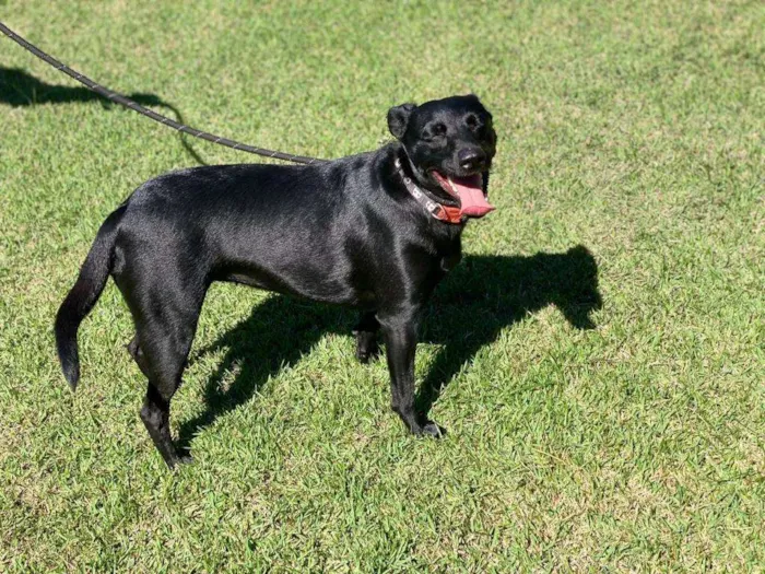 Cachorro ra a SRD-ViraLata idade 1 ano nome Lili