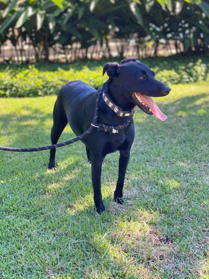 Cachorro ra a SRD-ViraLata idade 1 ano nome Lili