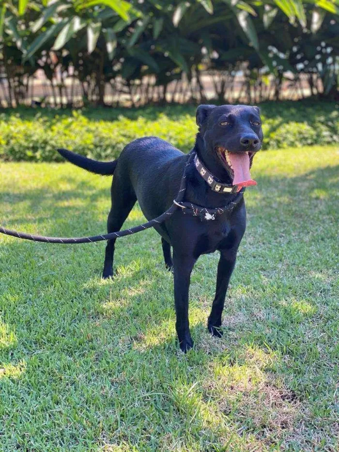 Cachorro ra a SRD-ViraLata idade 1 ano nome Lili