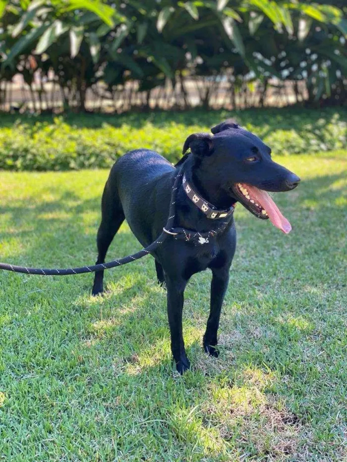 Cachorro ra a SRD-ViraLata idade 1 ano nome Lili