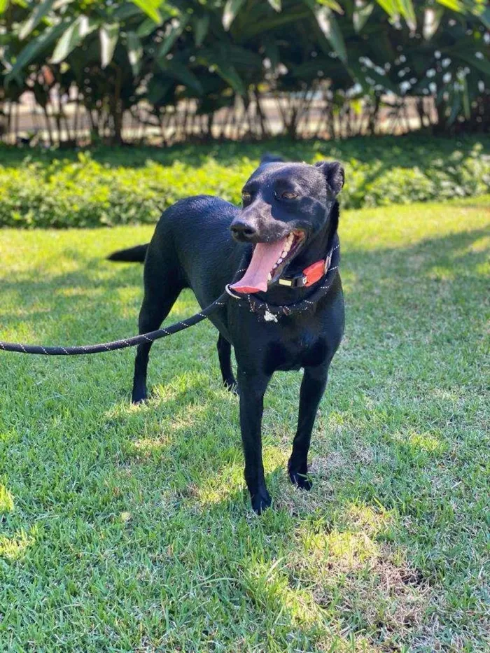 Cachorro ra a SRD-ViraLata idade 1 ano nome Lili