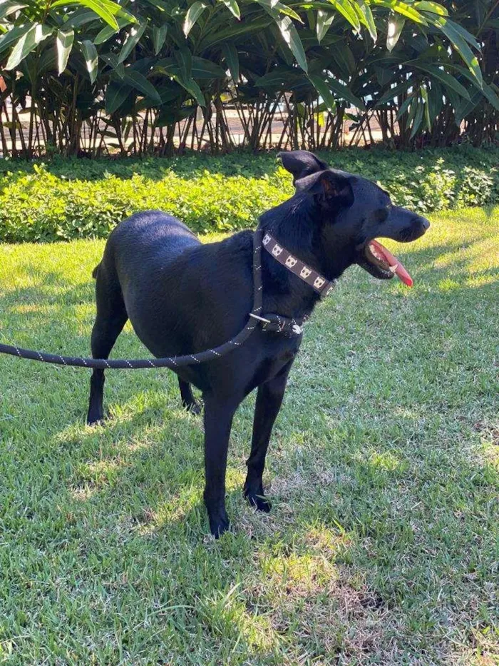Cachorro ra a SRD-ViraLata idade 1 ano nome Lili