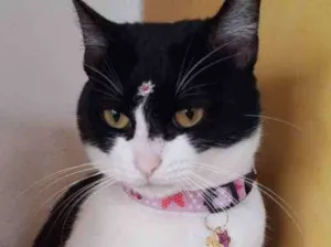 Gato raça Srd idade 1 ano nome Amora
