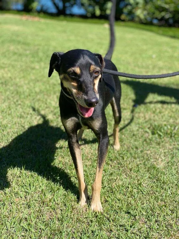 Cachorro ra a SRD-ViraLata idade 1 ano nome Costelinha