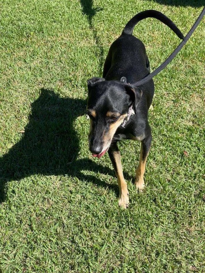 Cachorro ra a SRD-ViraLata idade 1 ano nome Costelinha