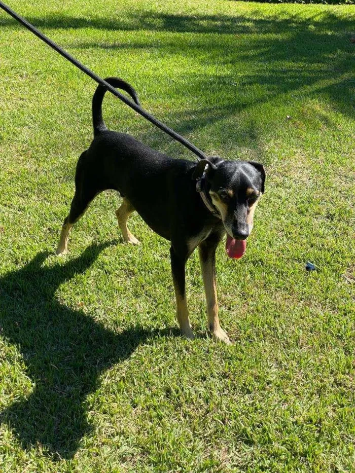 Cachorro ra a SRD-ViraLata idade 1 ano nome Costelinha