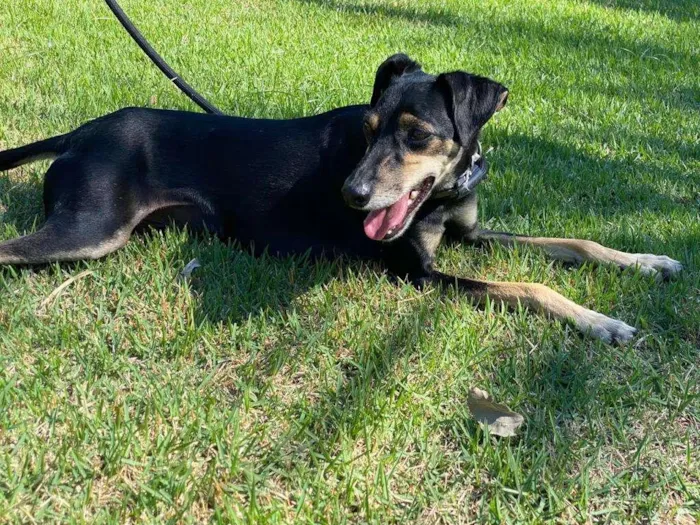 Cachorro ra a SRD-ViraLata idade 1 ano nome Costelinha