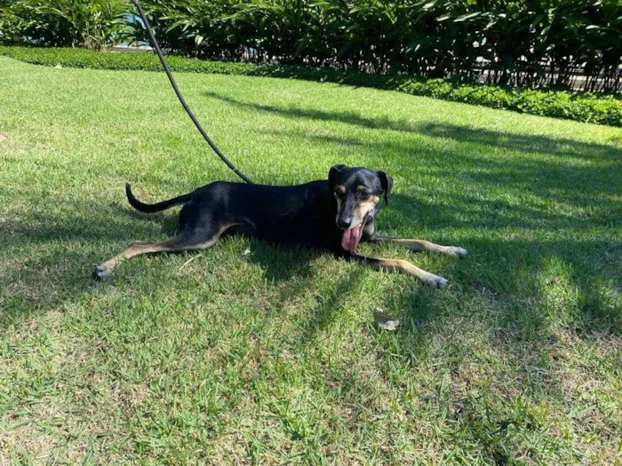 Cachorro ra a SRD-ViraLata idade 1 ano nome Costelinha