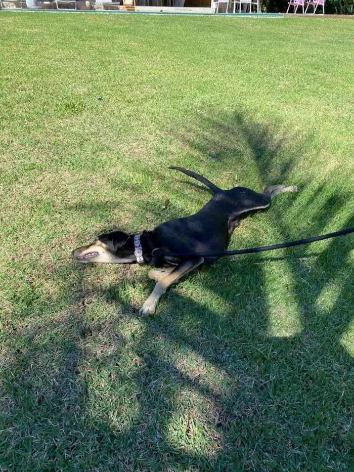 Cachorro ra a SRD-ViraLata idade 1 ano nome Costelinha