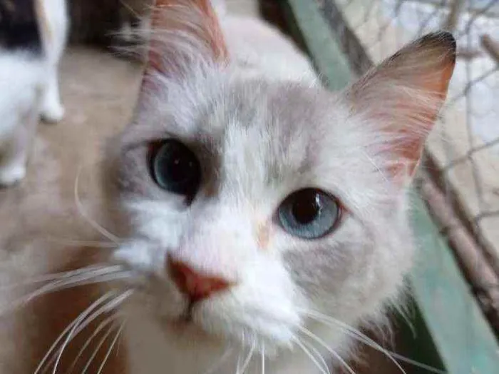 Gato ra a Siames idade 1 ano nome Aradia