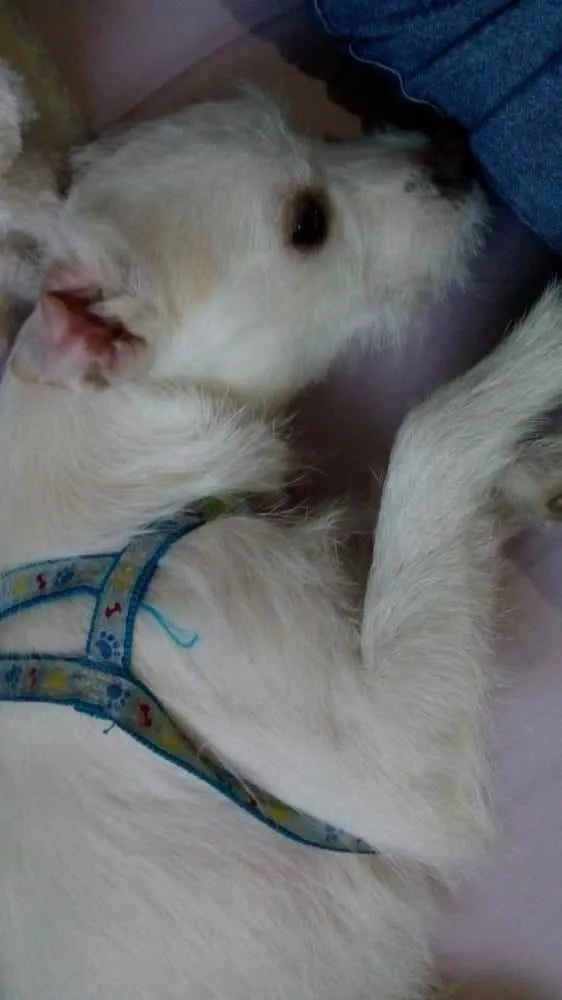 Cachorro raça  idade 1 ano nome Maike